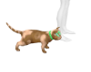 PLUME Brown Cat