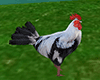 Animated Rooster