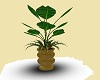 Plant V4