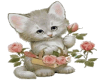 kitten with roses