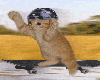 Skateboarding Kitty