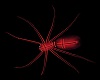 Red Cross Spider