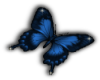 blue butterfly L