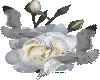 White Rose and Doves