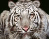 Tiger sky