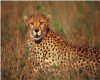 Cheetah Photo w/Blk Fram