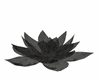 black aura flower