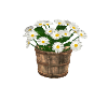 Wooden bucket of daisys