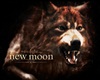 Twilight Jacob Werewolf