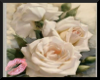 :* White Rose