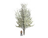 White Tree1