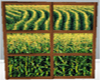 Corn Field Window