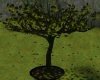 Izendorn tree