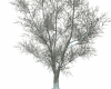 E* Winter tree w/snow