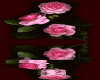 Reflection of Pink Roses