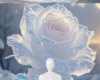 White Rose bg