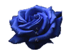 blue drop rose