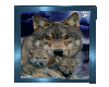 Toots Wolves & Cubs 1&2