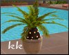 [kk] Pool G. Potted Palm