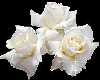  White roses