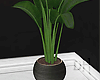 DH. Tropical Plant