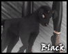 BLACK goat