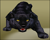 Panther w Sound Cats