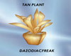 Tan Plant