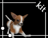[kit]Chihuahua