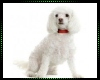 Poodle Pet