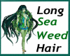 Seaweed Hair