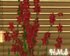H! Red Flowers Ivy