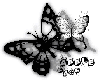 Vv Animation butterfly03