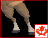 Clydesdale Legs