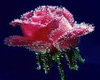 Red Rose with Dew