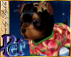 I~Yorkie*Apples Pet