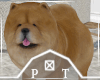 Brown Chow Chow Dog