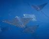 manta ray-