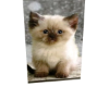 Cat CAt