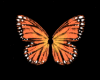 Fly Fly Butterfly M_F