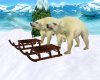 Sledding with polar bear