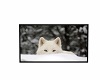 snow wolf picture,