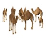Camel room filler