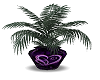 Purple Heart Vase Plant