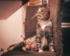 Wondering Kitty