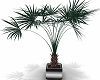 Steel Potted Kentia Palm