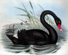 6v3| Black Swan