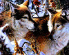 Twin Wolves - Picture