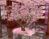 Swaying Sakura Blossoms