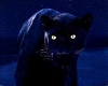 Night's Jaguar